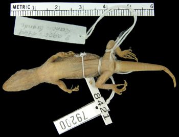 Media type: image;   Herpetology R-79200